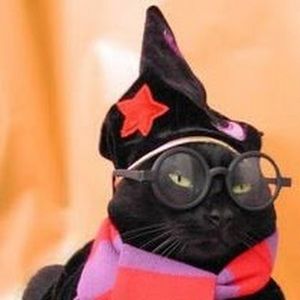 Meet your Posher, Lizzy